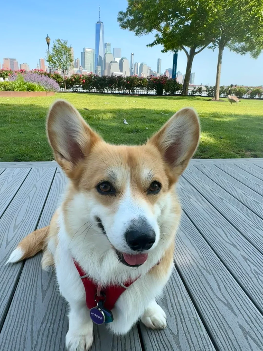 Royal Corgis Breeder - Happy Corgi Puppy