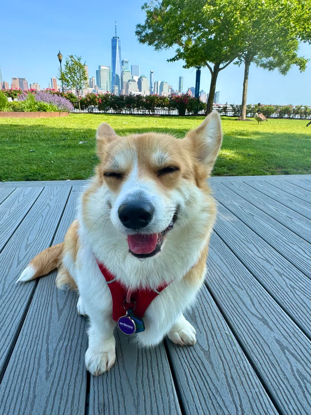 Healthy Corgi Puppy at Royal Corgis