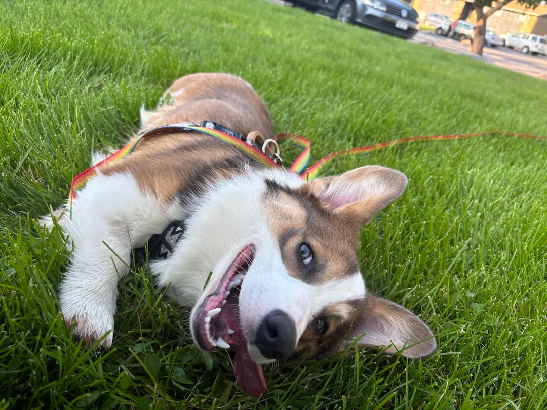 AKC Registered Pembroke Welsh Corgi