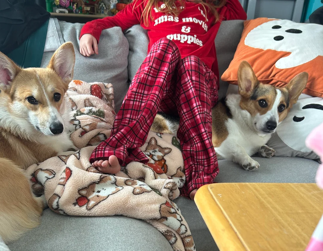 Royal Coogies article - Discover the Joy of Pet Adoption