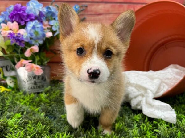 Royal Coogies article - Creating a Happy Home for Your New Pet