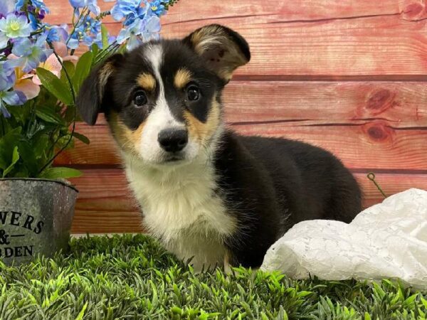 Royal Coogies article - Pet Adoption: A Lifelong Commitment