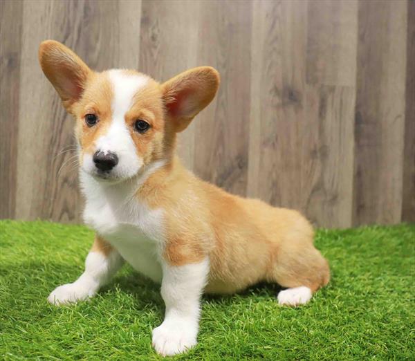 Family welcoming a Corgi into their home