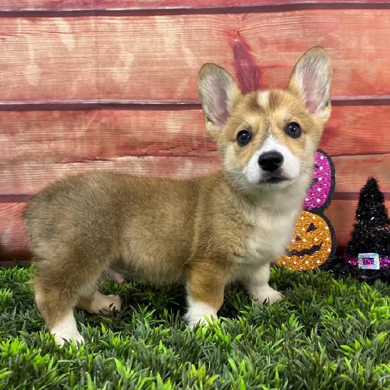 Excited Corgi puppy entering new home