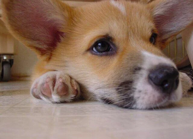Healthy Corgi at a vet wellness visit
