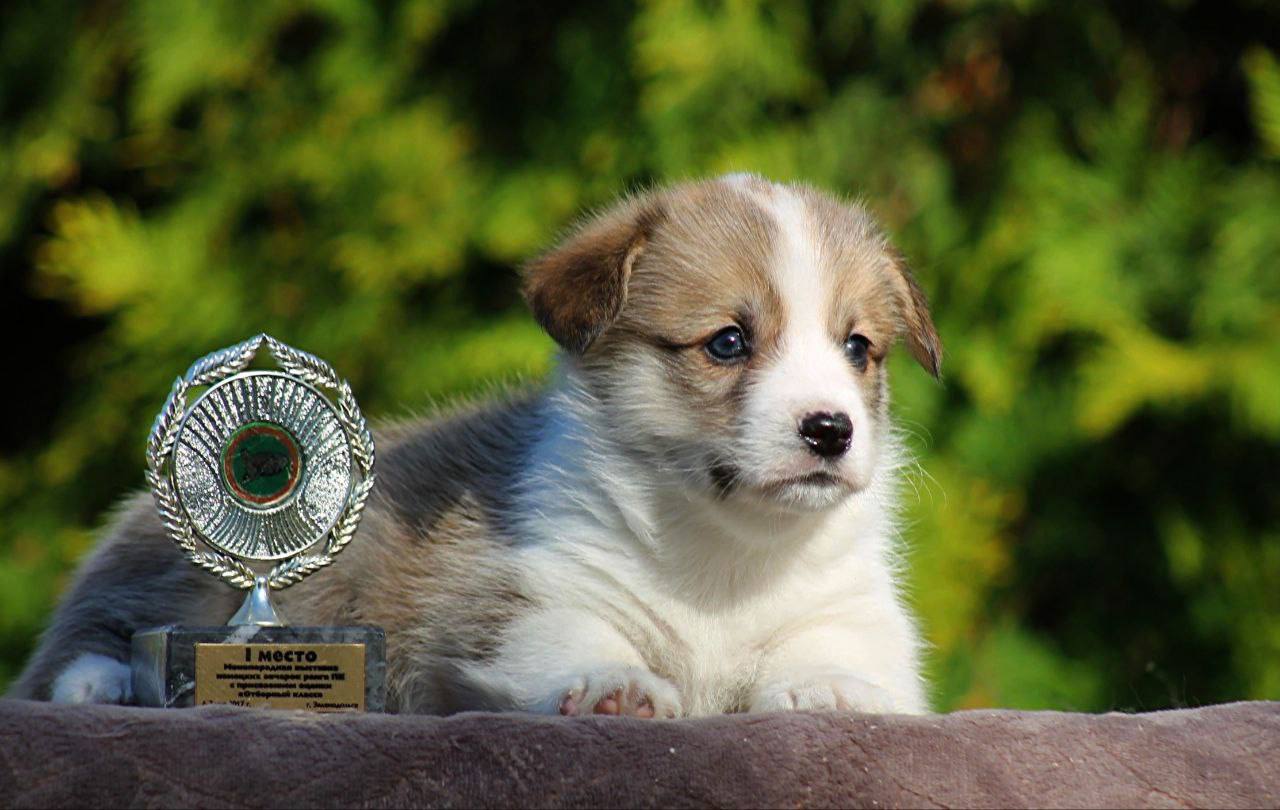 Veterinary Care Fund