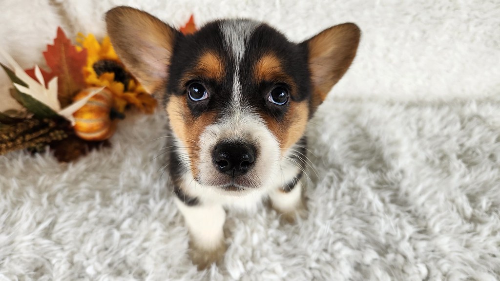 Adorable Pembroke Welsh Corgi Puppy