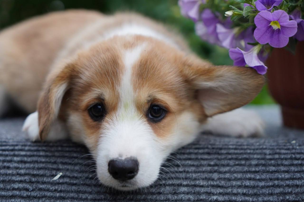Royal Corgis Breeding Home