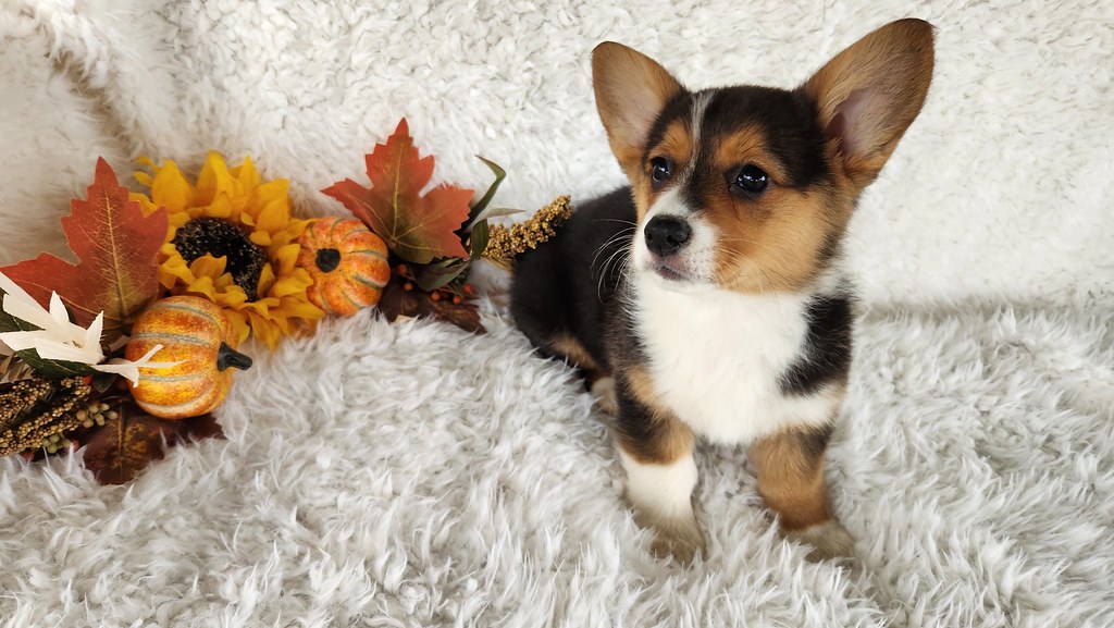 Corgi Puppy Available for Adoption