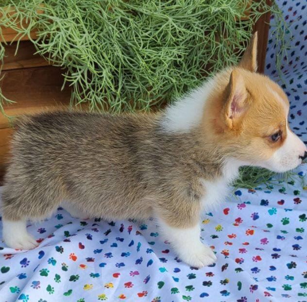 Veterinary Services