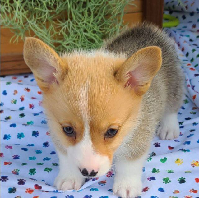 Wildlife Rehabilitation