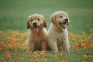 Browse Available Pets