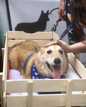 Corgi Adoption Services