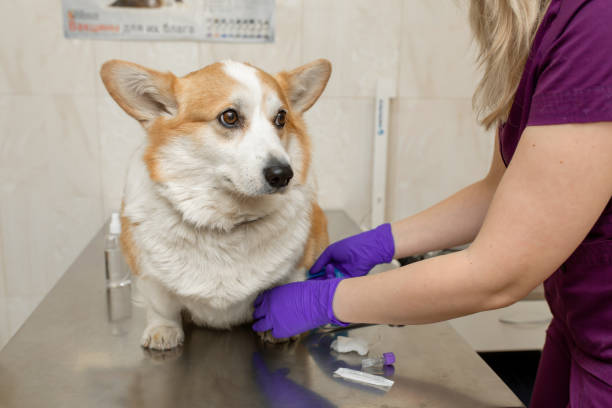 Veterinary Health Checks