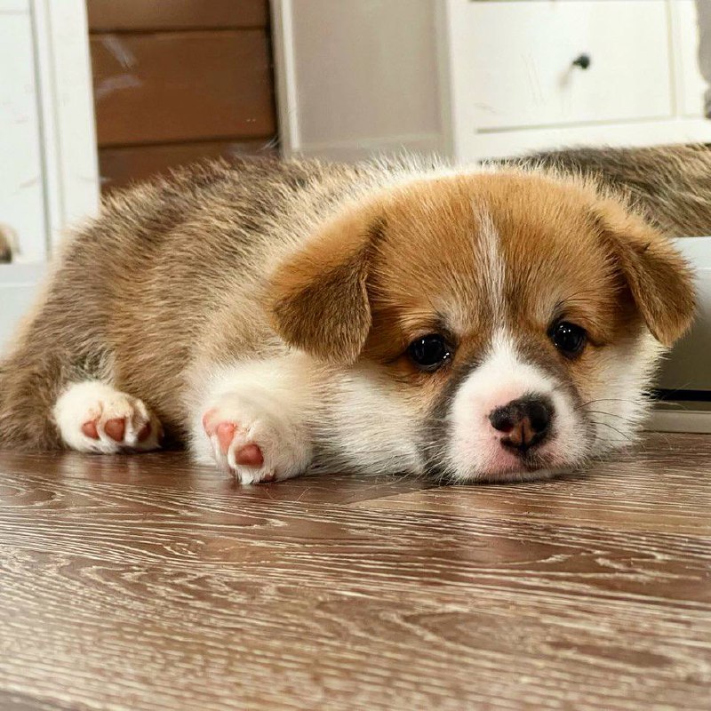 Corgi Puppy Socialization