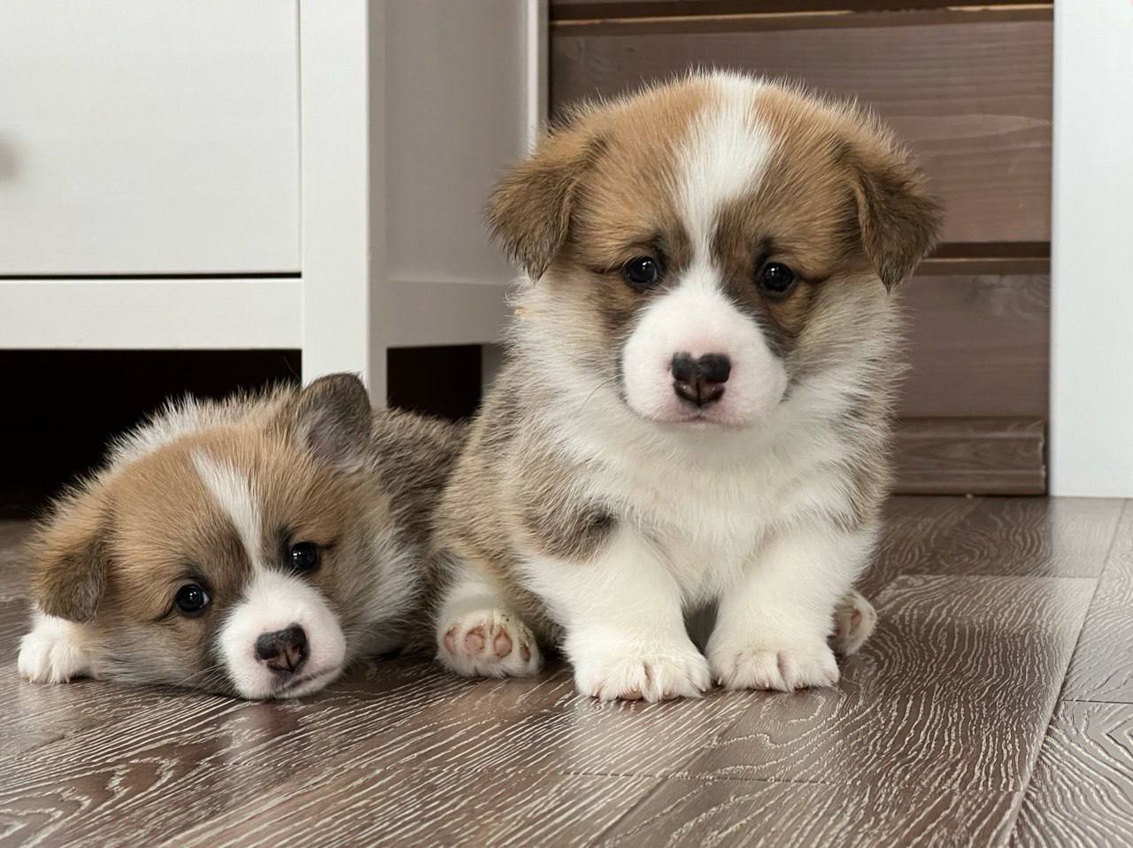 Breeder Support for Corgis