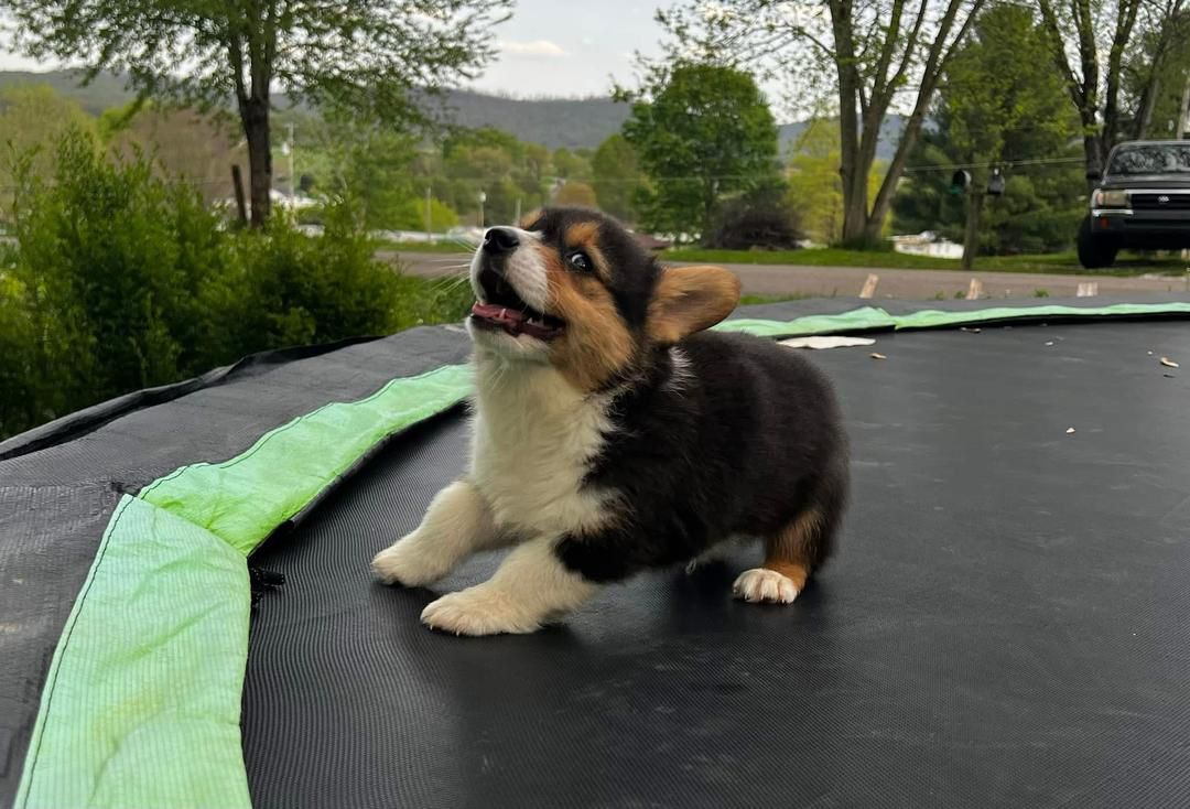 Daisy the Pembroke Welsh Corgi Puppy