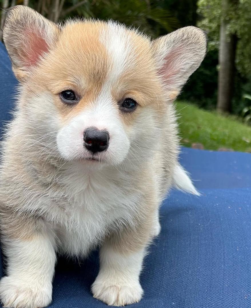 Luna Puppy