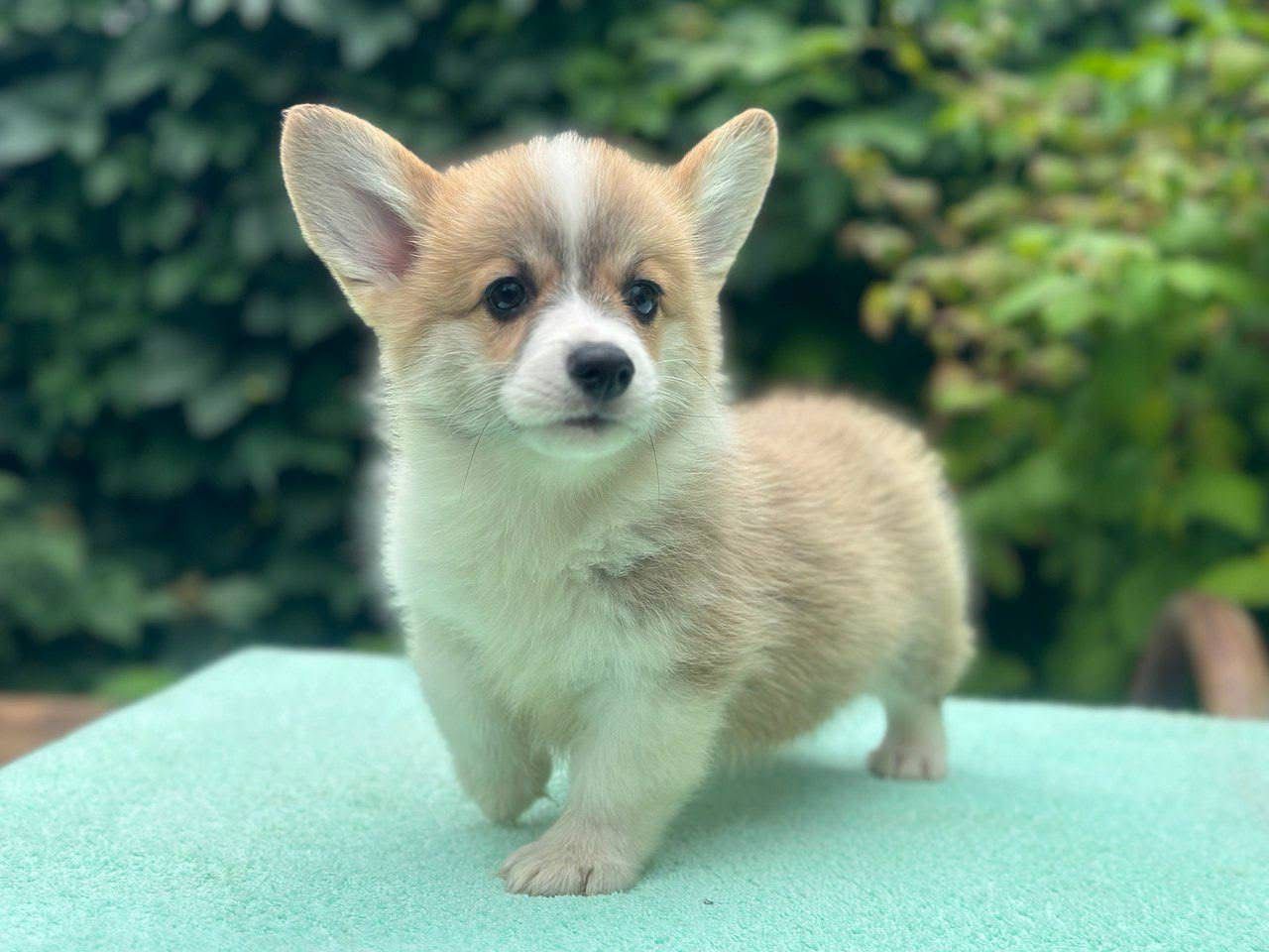 Milo Puppy