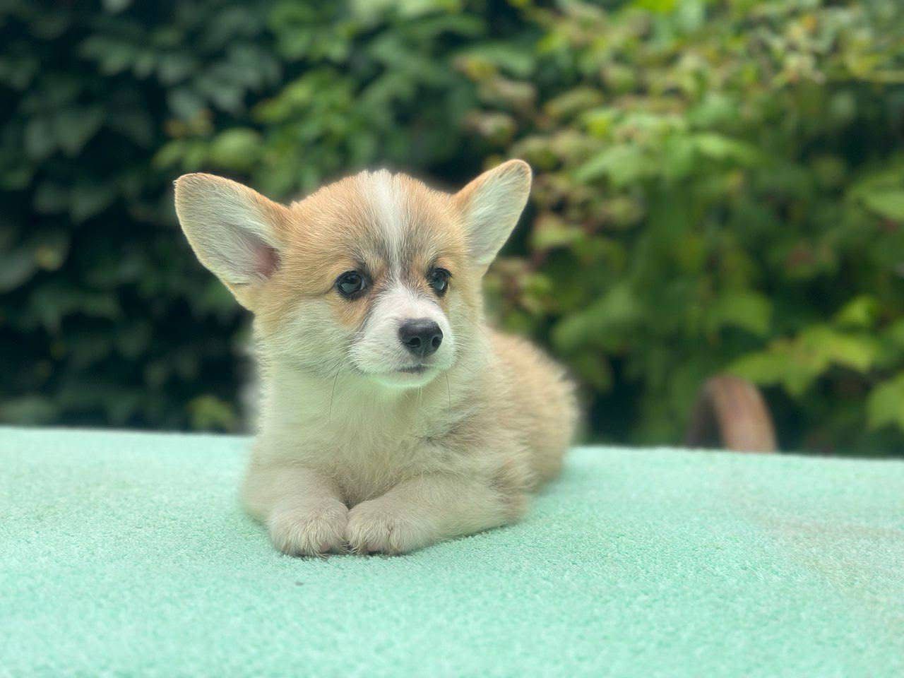 Milo Corgi Puppy