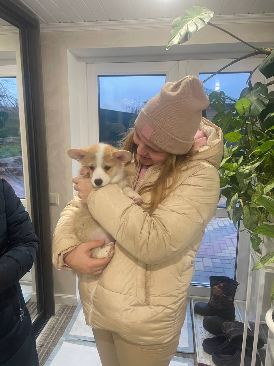 David Johnson playing with his Royal Coogies Corgi puppy