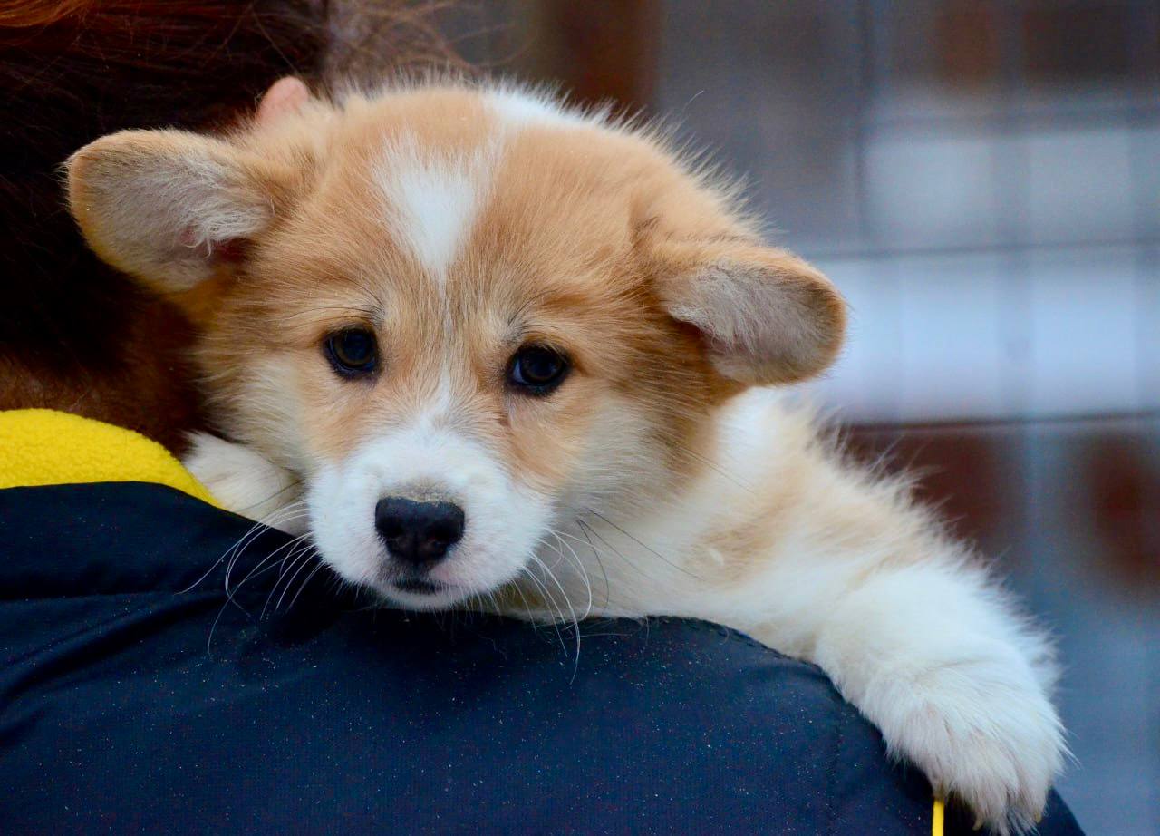 Happy Royal Coogies adopters with their Corgi puppies